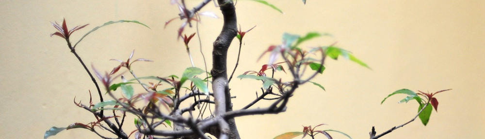 Laufgemeinschaft Wedding e.V.